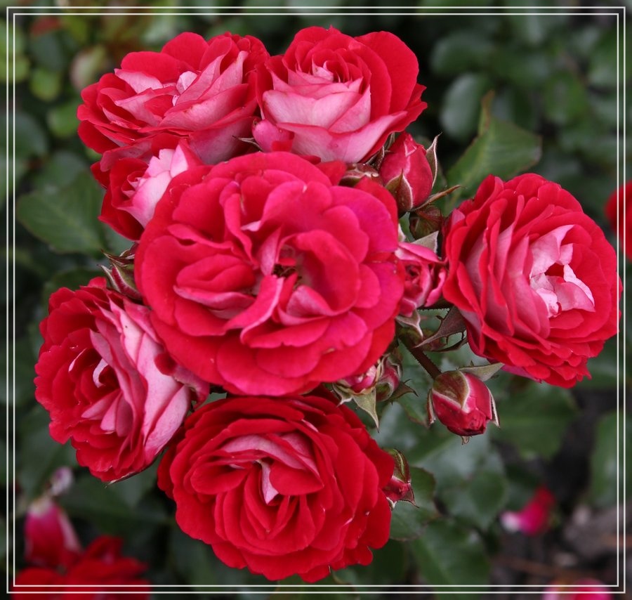 Corazon róże miniaturowe